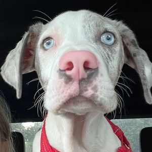 Meet your Posher, Scout